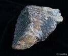 Partial Mammoth Tooth From North Sea #2024-1